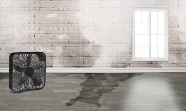 Best Water damage contractors near me  in Callaway, MD